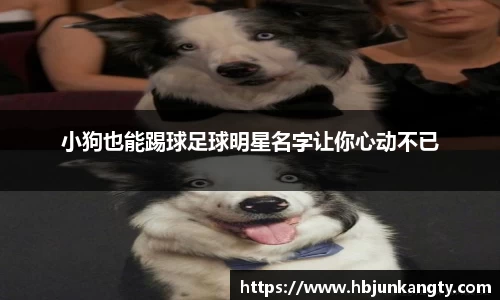 BB贝博登录入口